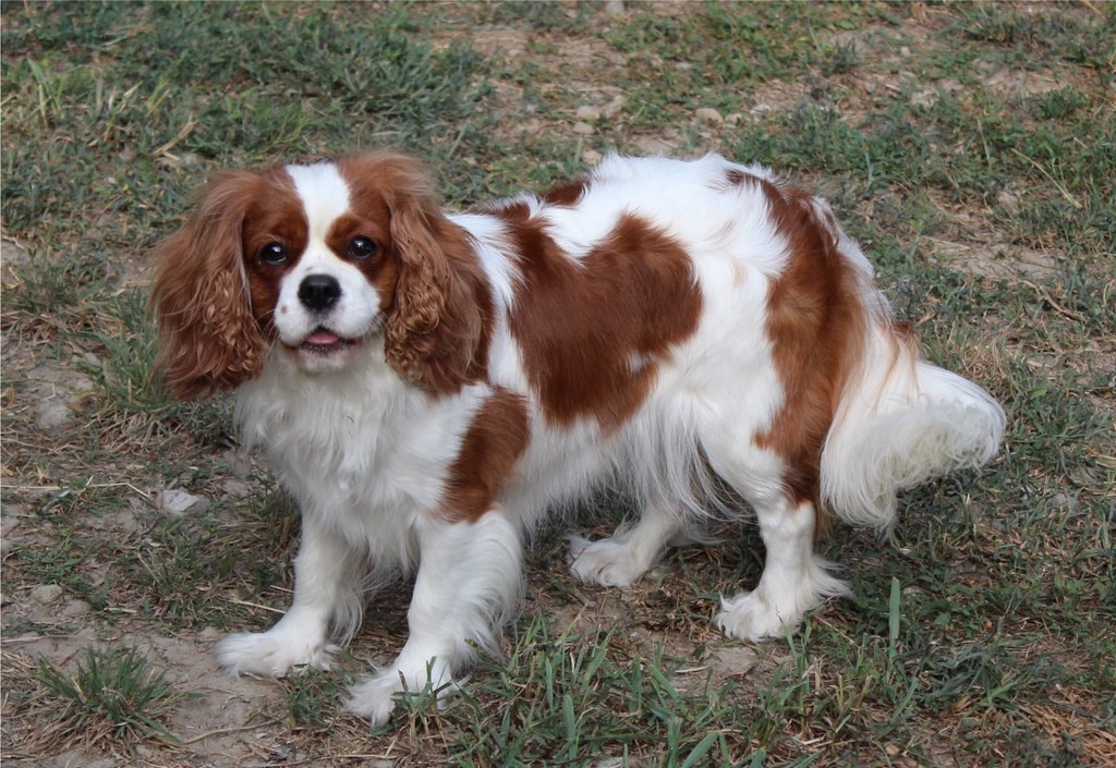 cavalier king charles des senteurs de provence