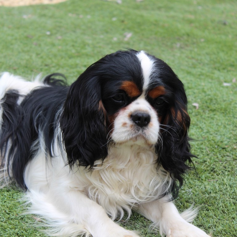 Platon du Castel des Petits Coeurs, Etalon Cavalier King Charles Tricolore