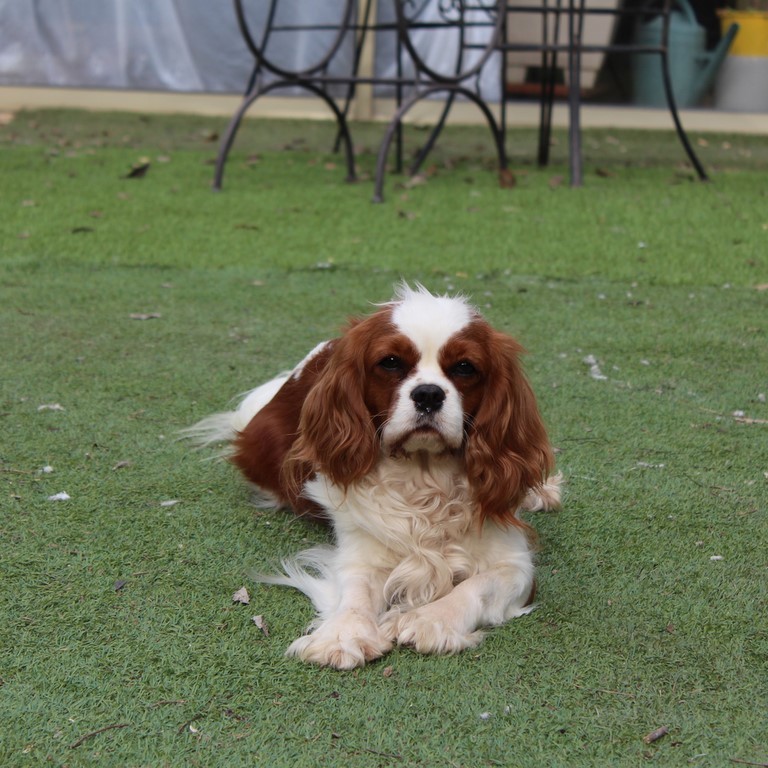 Pimm's des Senteurs de Provence, lisse cavalier king charles blenheim