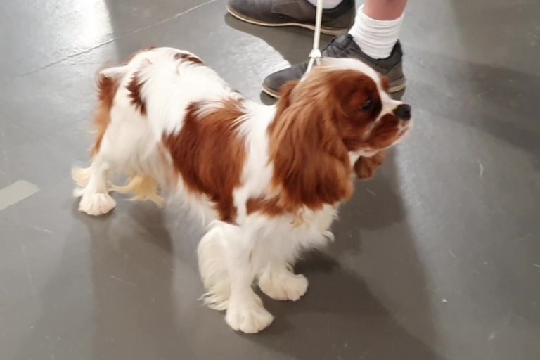 Reine d'Amour des Senteurs de Provence, lisse cavalier king charles blenheim