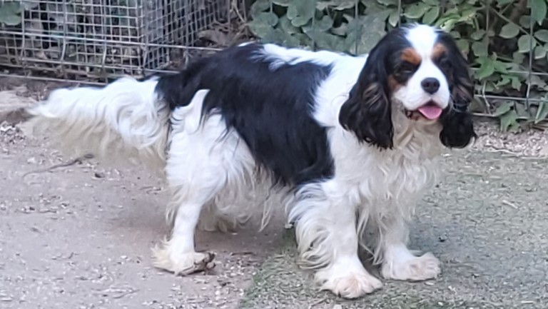 Symphonie du Domaine de la Varèze, lisse cavalier king charles Tricolore