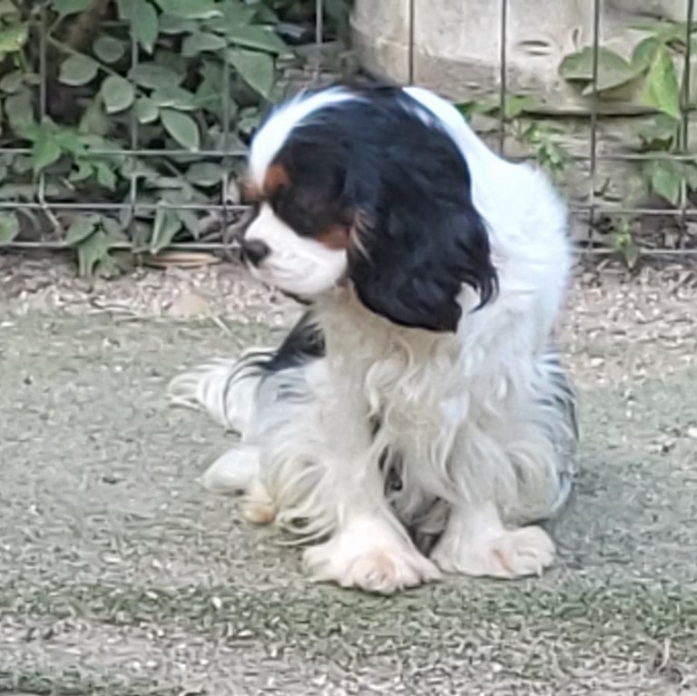 Symphonie du Domaine de la Varèze, lisse cavalier king charles Tricolore