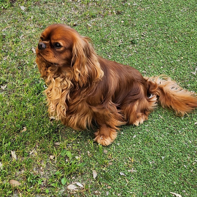 Socrate, Cavalier king Charles, Rubis, disponible à la saillie sur femelle confirmée et testée