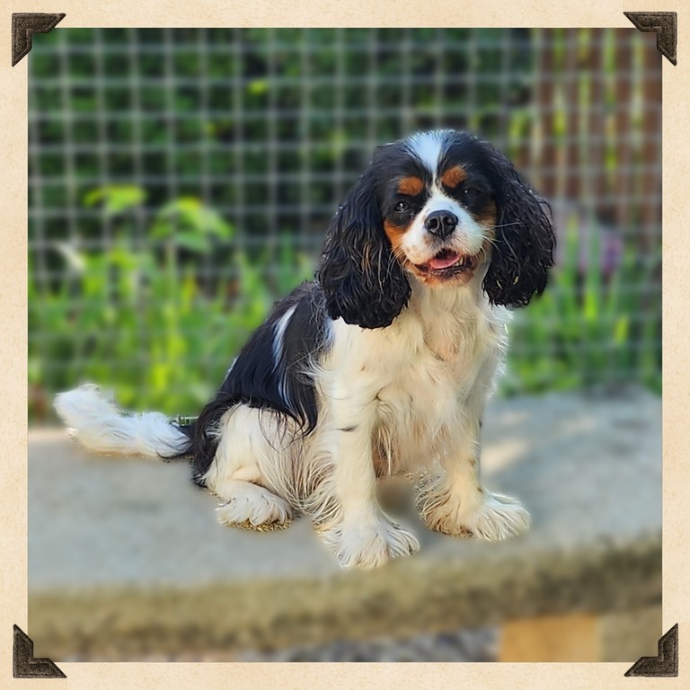 éleveur familiale de cavalier king charles Vaucluse, PACA