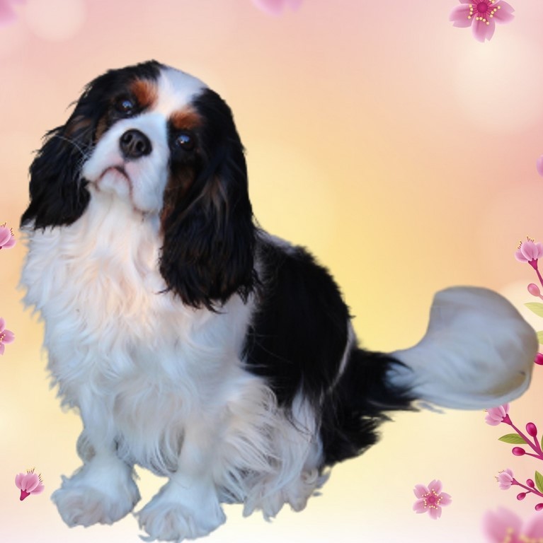 Symphonie du Domaine de la Varèze, lisse cavalier king charles Tricolore