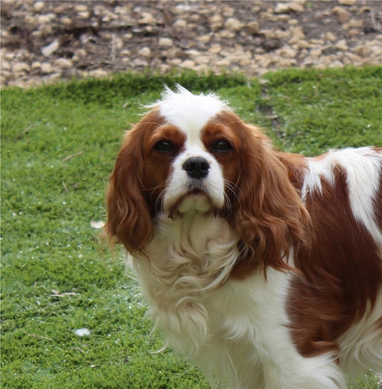 Pimm's des Senteurs de Provence, lisse cavalier king charles blenheim