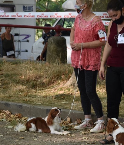 Pimm's des Senteurs de Provence, lisse cavalier king charles blenheim