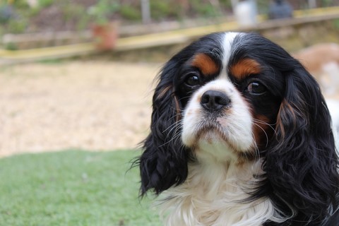 cavalier king charles des senteurs de provence