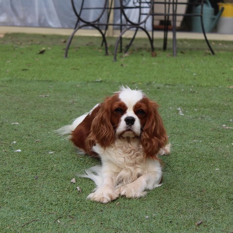 Pimm's des Senteurs de Provence, lisse cavalier king charles blenheim