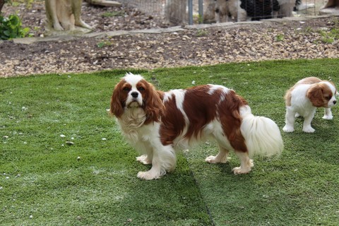 Pimm's des Senteurs de Provence, lisse cavalier king charles blenheim