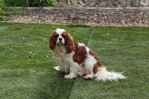 Pimm's des Senteurs de Provence, lisse cavalier king charles blenheim