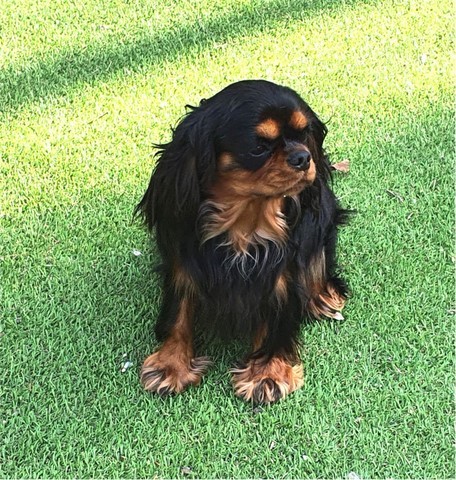 Perle Noire du Domaine de la Varèze, lisse cavalier king charles, noire et feu