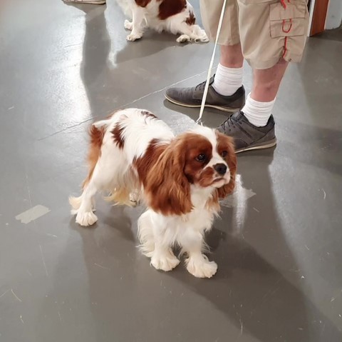 Reine d'Amour des Senteurs de Provence, lisse cavalier king charles blenheim