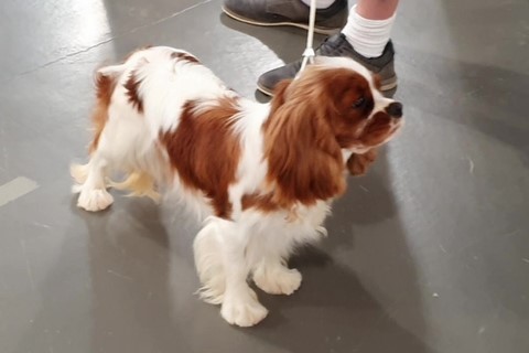 Reine d'Amour des Senteurs de Provence, lisse cavalier king charles blenheim
