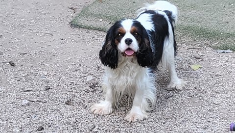 Symphonie du Domaine de la Varèze, lisse cavalier king charles Tricolore