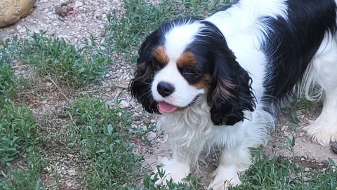 Symphonie du Domaine de la Varèze, lisse cavalier king charles Tricolore