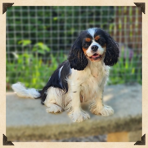 RYA DES SENTEURS DE PROVENCE éleveur familiale de cavalier king charles Vaucluse, PACA