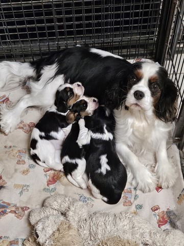 Achat chiot cavalier king charles PACA