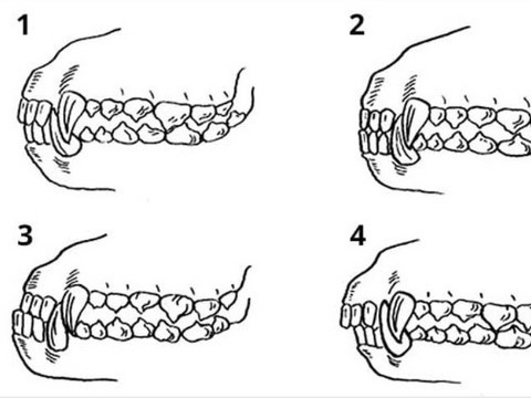 Dentition chien