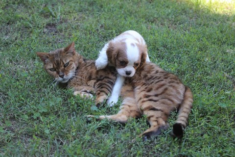 Elevage de Cavalier King Charles des Senteurs de Provence