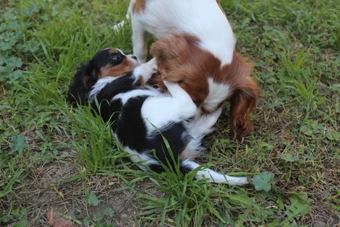 Elevage de Cavalier King Charles des Senteurs de Provence