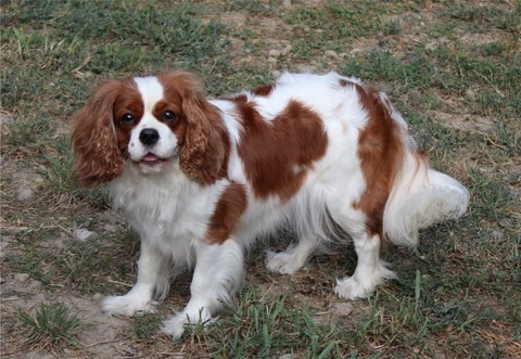 cavalier king charles des senteurs de provence