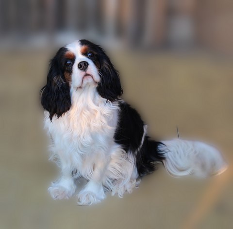 éleveur familiale de cavalier king charles Vaucluse, PACA